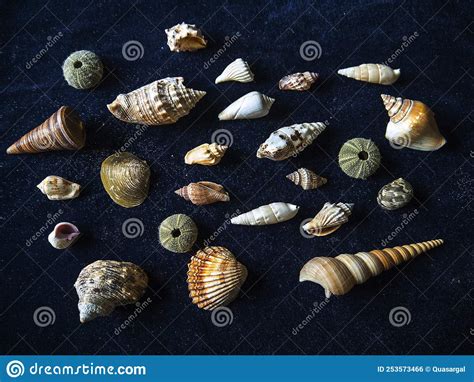 Le Conchiglie Sono Tesori Del Mare Rimasto Sulla Spiaggia Fotografia