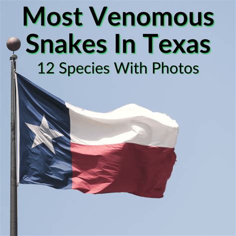 Most Venomous Snakes In Texas Species With Photos