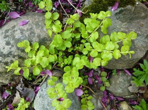 27 Easy Ground Covers For Clay Soil Sorted Choices Food Forest Living