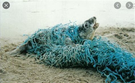 Petition · Save The Seals By Helping Fishing Nets be Tagged - United States · Change.org