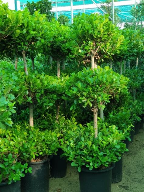 Ficus Panda Three Heads Exoticplantsouq Indoor Plants Outdoor