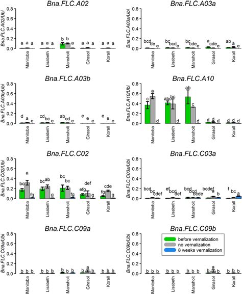 Relative Gene Expression Of All Eight Expressed Bna FLC Copies In