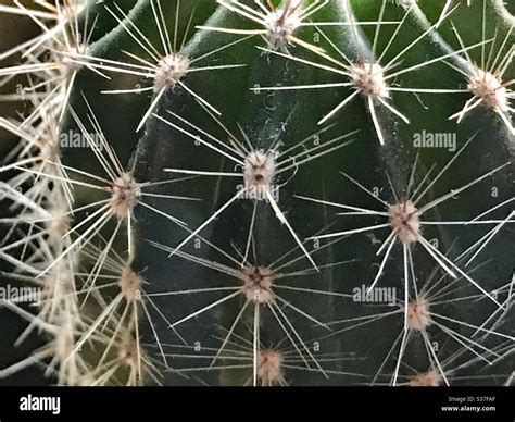 Sea Urchin Cactus Hi Res Stock Photography And Images Alamy