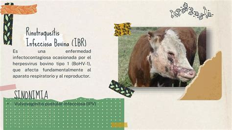 Diarrea Viral Bovina Dvb Y Rinotraqueitis Infecciosa Bovina Ibr