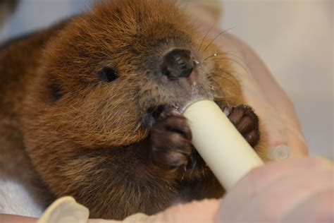 baby beavers (17).JPG | Cornell Wildlife Health Lab