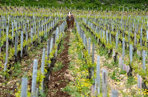 Grand cru Chablis 2020: top-scoring wines - Decanter