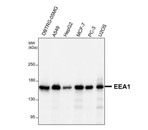 Organelle Marker Antibody Panel IRAP5007 IReal Biotechnology Inc