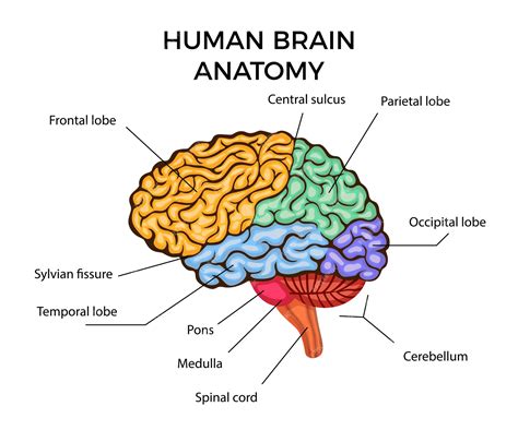 Diagrama De Infografías De Anatomía Del Cerebro Humano Con Secciones Y