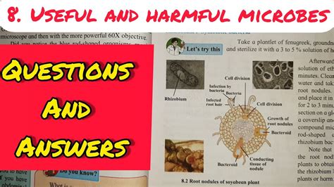 8 Useful And Harmful Microbes Questions And Answers Exercise Class 9 Science Chapter 8 Ssc