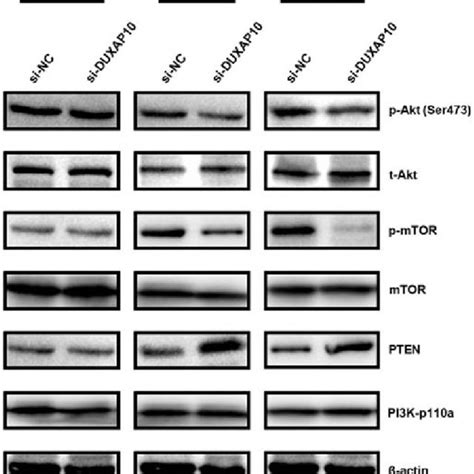 Western Blot Analysis Was Performed To Analyze P13kaktmtor Signaling