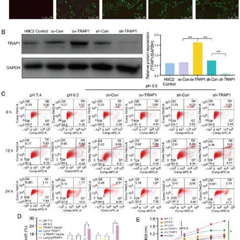 Trap1 Inhibits H9c2 Cell Apoptosis Induced By Extracellular