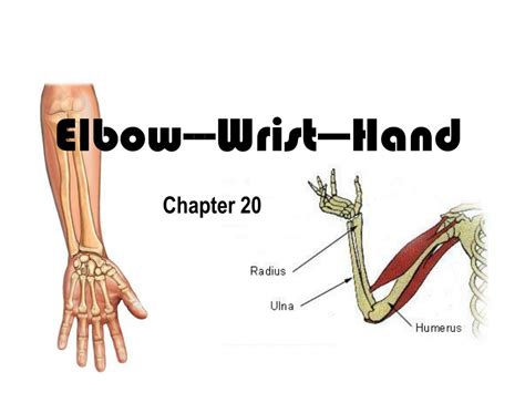 Ppt Elbow Wrist Hand Powerpoint Presentation Free Download Id