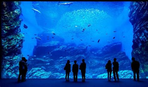 The 7 Best Aquariums in Japan - Japan Rail Pass Blog