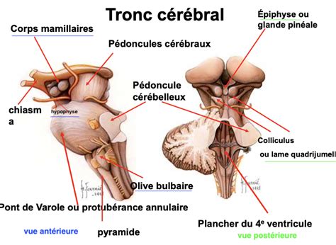 Vue Post Rieure Tronc C R Bral