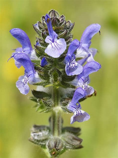 Clary Plants Salvia Verbenaca Buy Online Landlife Wildflower