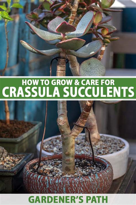 How To Grow And Care For Crassula Succulents Gardener’s Path