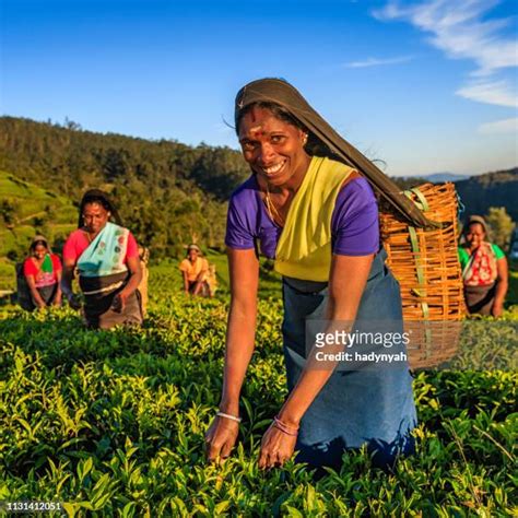 144 Women Tea Plantation Workers Walk Stock Photos High Res Pictures