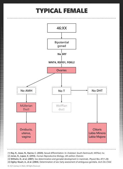 Sex Development Charts — Paradox Institute