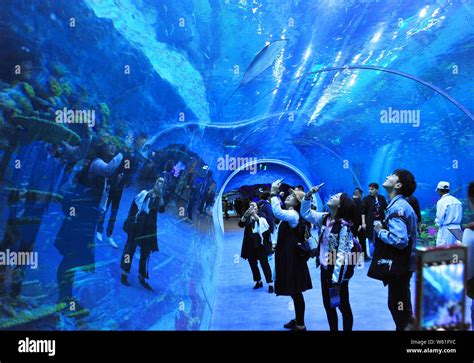 Tourists Visit The Haichang Ocean Park During Its Trial Operation In