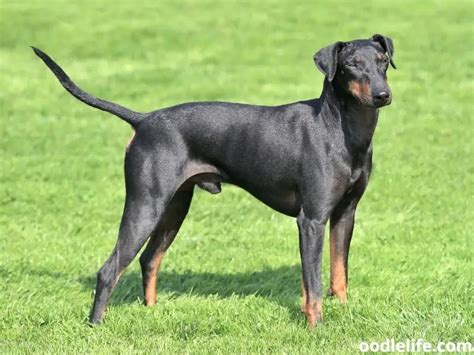 12 Dogs That Look Like A Doberman (+ Photos!) - Oodle Life