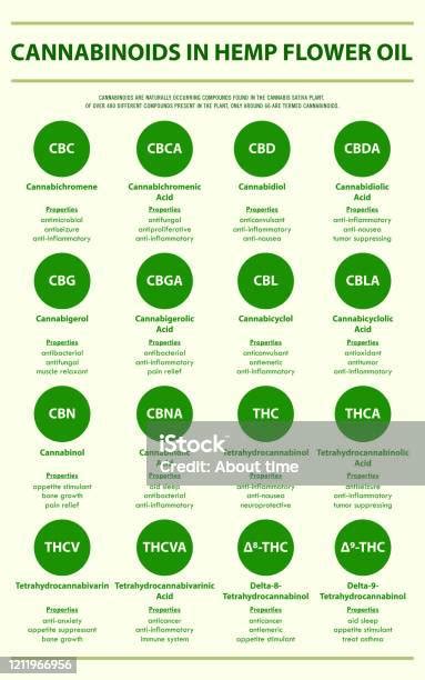 Cannabinoids In Hemp Flower Oil Vertical Infographic Stock Illustration