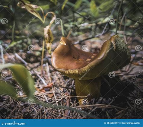 Mushroom Of An Unusual Shape In The Forest Floor Stock Image Image Of