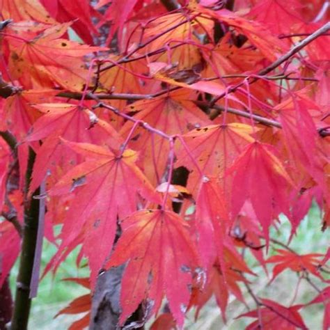 Japanese Maple Acer Palmatum Var Amoenum Yezo Nishiki Garden Org