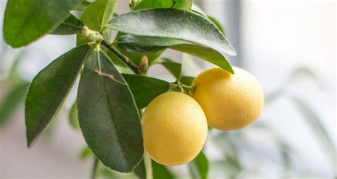 How To Grow Lemons At Home And Never Buy Them Again Garden Beds