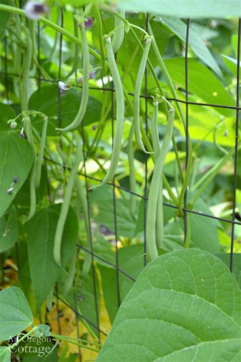 How To Plant Pole Beans Plant Ideas