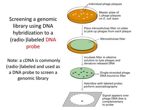 Ppt Mcb Molecular Biology Powerpoint Presentation Free