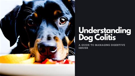 Understanding Dog Colitis A Guide To Managing Digestive Issues