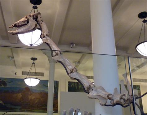 Aepycamelus giraffinus (1-8-19 AMNH Milstein) | Bárbol | Flickr