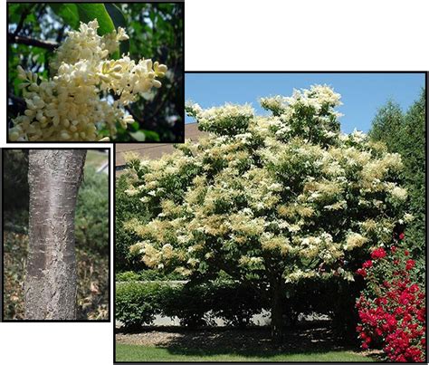 JAPANESE TREE LILAC – Hinsdale Nurseries