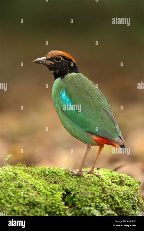 Hooded Pitta Pitta Sordida Singapore Stock Photo Alamy