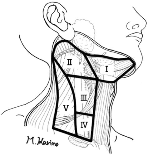 Cervical Lymph Nodes Diagram