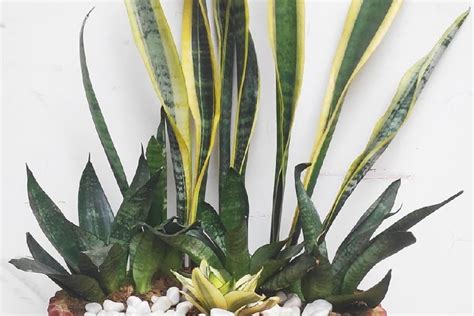 How To Grow Multiple Snake Plant Varieties Together Succulent Alley