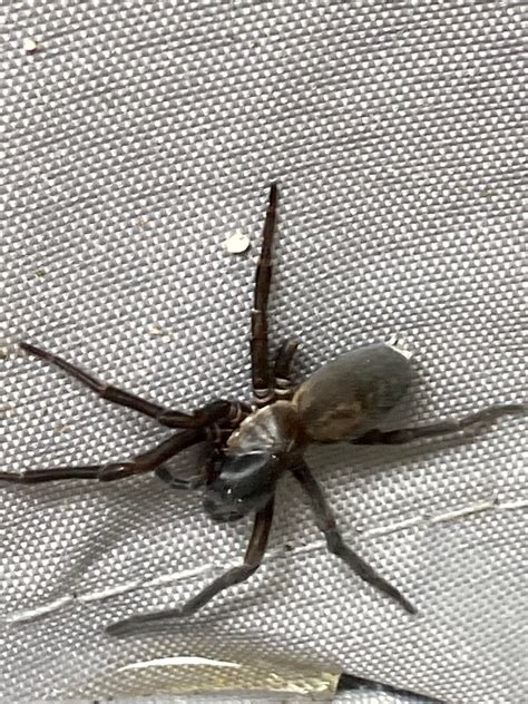 Regular House Or A Lost White Tailed Spider In Seattle R Spiders