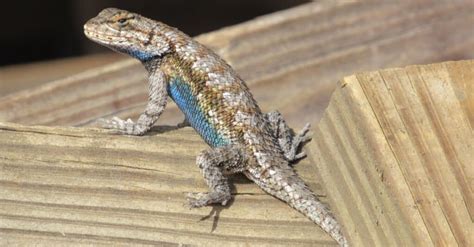 Eastern Fence Lizard A Z Animals