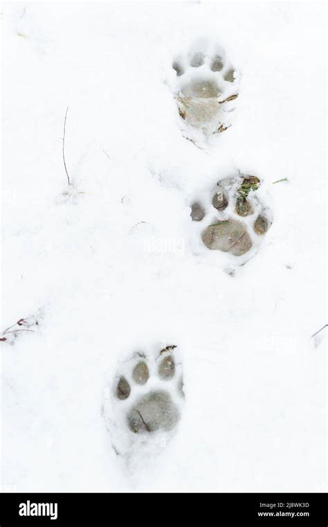 Traces of the siberian tiger in the snow Stock Photo - Alamy