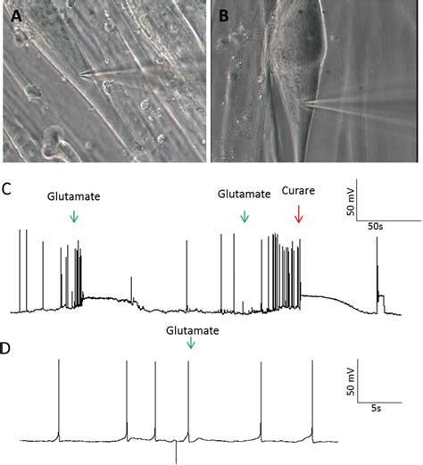 Patch-clamp analysis of intrafusal fibers. (A,B) Representative bright ...