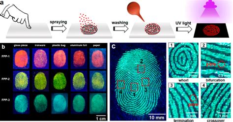 A Schematic Representation Of Fluorescence Imaging Of Latent