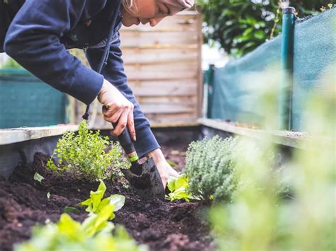 Horta No Quintal Como Cultivar Alimentos Frescos Em Casa Jardim Dos