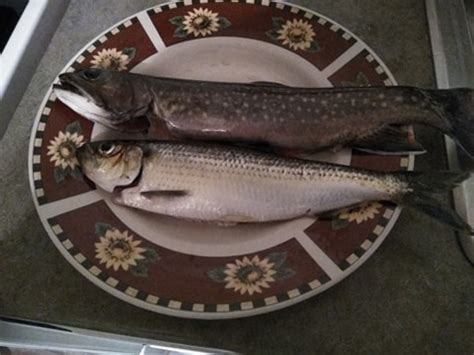 [Fish Identification] Is this a Blueback Herring or an Alewife? : r ...