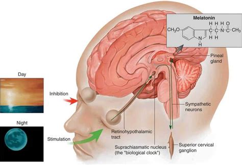 The Role And Functions Of Suprachiasmatic Nucleus Scn For Sleep Wake