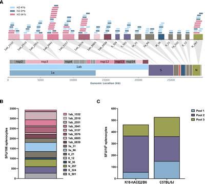 Frontiers Dna Immunization With In Silico Predicted T Cell Epitopes