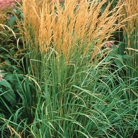 Calamagrostis Acutiflora Karl Foerster Feather Reed Grass