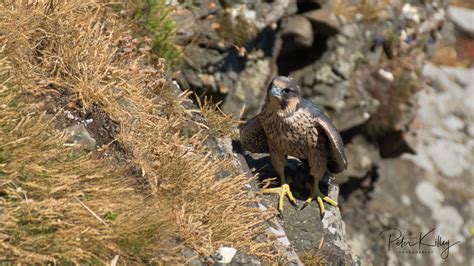 Juvenile Peregrine Falcon - Manx Scenes Photography