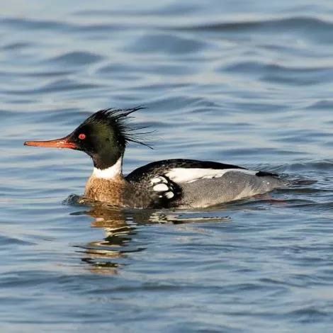 Adult Male Red Breasted Merganser Species Mergus Serrator Standard