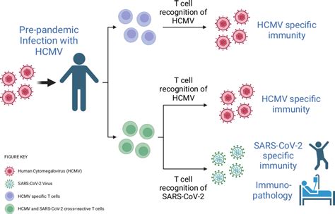 T Cells Ready And Waiting To Go Elife