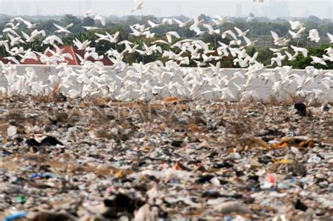 BURUNG KUNTUL MENCARI MAKAN DI TPA | ANTARA Foto